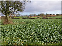 SO5603 : Field of turnips, St Briavels by Philip Halling