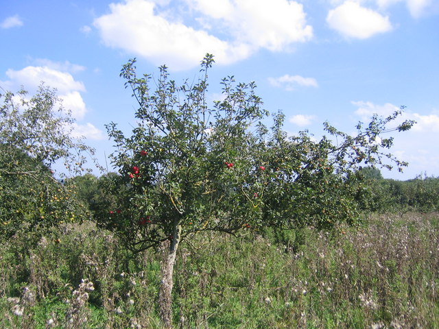 Apple tree at Kings Hill