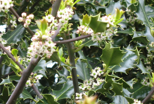 Holly tree in flower at Pen Ceunant