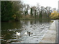 Centre of the lake, Holmfield Park