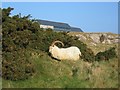 The Great Orme and Billy