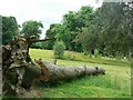 Fallen tree, Clarence Park, Wakefield