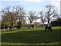 Horses grazing orchard