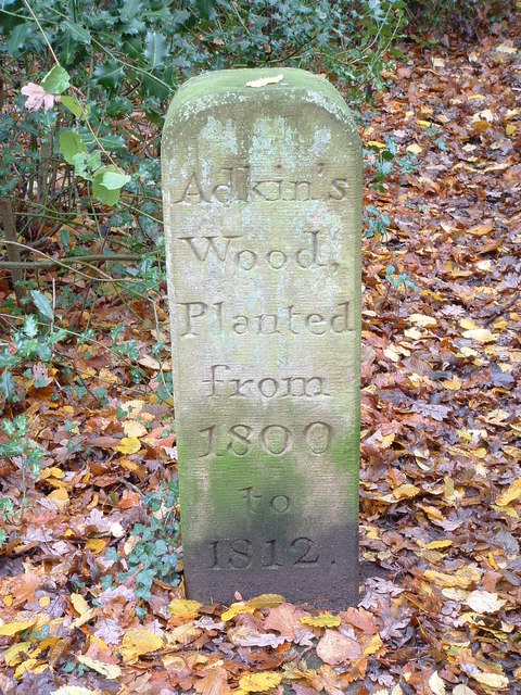 Adkins Wood