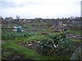 The Garden Allotments at Olney