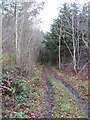 NT6631 : Woodland track by Richard Webb