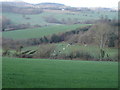 Cows on Grove Farm