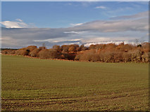 NH7850 : Woodland near Culaird by Ian R Maxwell