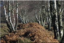 SU3504 : Birch trees on Bishop's Dyke by Robin Somes