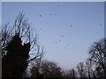 Rooks over Sheepy