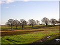 Field and Trees