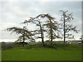 Distorted Conifers