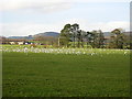 Field of Seagulls