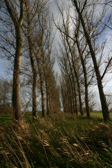 Double row of poplars