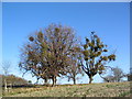 Mistletoe in lime trees; Steel