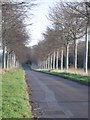 The road to Gussage All Saints from Moor Crichel