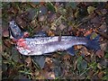 Female salmon part eaten by otter