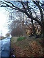 Roadside in autumn