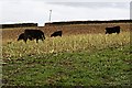 Cattle in the Corn