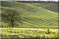 Sheep grazing on the Escarpment behind Ilbury Farm