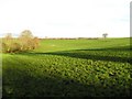 Killymurphy Townland