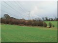 Hawthorns and power lines