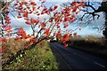 Rowan berries by Moor Lane