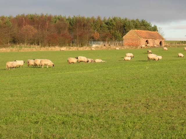 Sheep at Black House