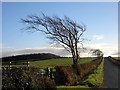 Windswept Tree Near Gatehead