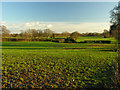 View from footpath across fields south of Crickheath