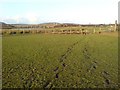 Footprints in the fields