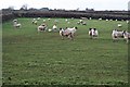 SX3868 : Sheep Pasture by Tony Atkin
