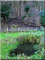 Small Pond, Malling Down Nature Reserve