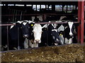 Beef cattle at Glan Aber Farm