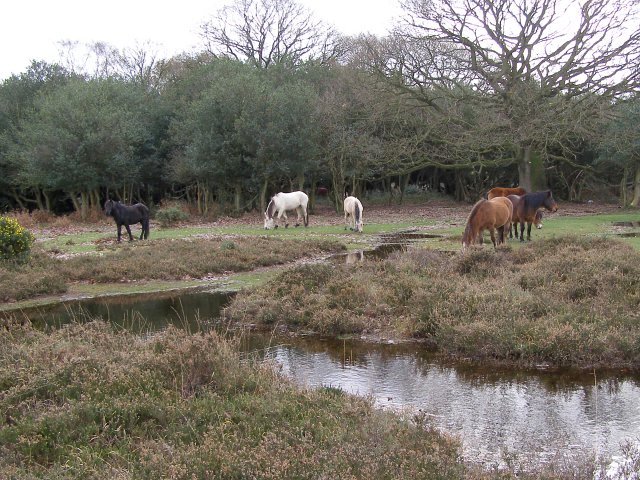 Ponies grazing near Andrews Mare car... © Jim Champion :: Geograph