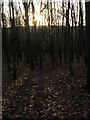 Sunlight Through The Trees.