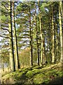 Pine trees at Catcleugh Reservoir