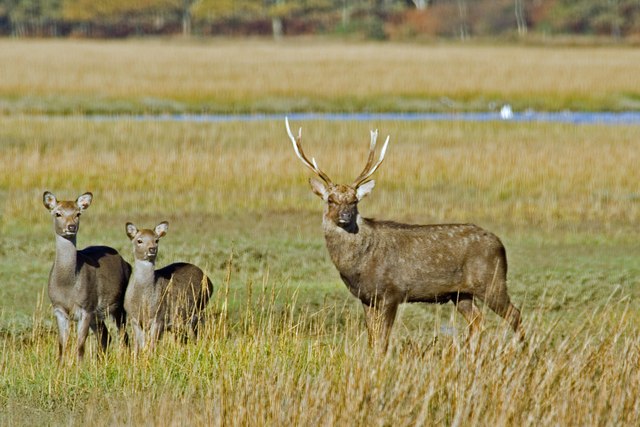 Arne RSPB reserve Sika Deer