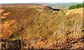 Horcum Wood