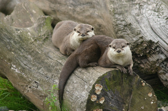 Otters at the Blue Planet Aquarium Ellesmere Port Wirral