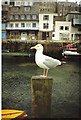 SX2050 : Herring Gull, Polperro by Carol Walker
