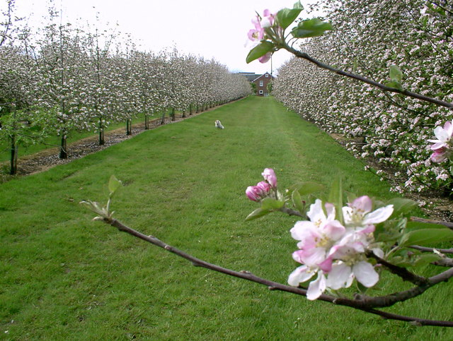 Apple Trees in Blossom, Pomona Farm