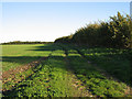 A Fieldside Track