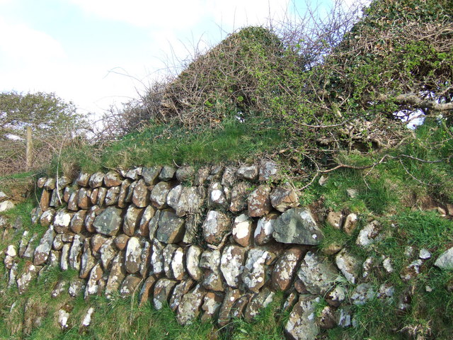 A Pembrokeshire  hedge