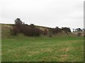 Hawthorns on a hillock