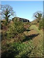 Christmas Tree Farm