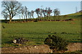 J3994 : Farmland at Carneal near Carrickfergus by Albert Bridge