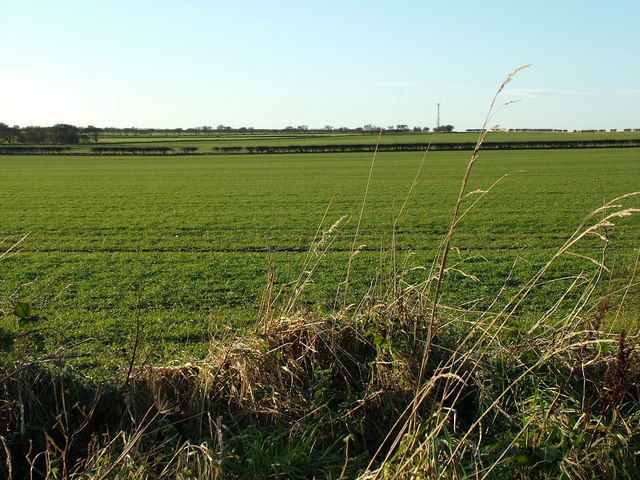 Green Fields