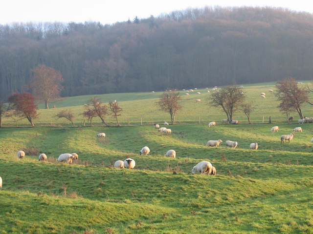 Sheep grazing in ridge and furrow