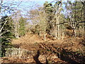 Wooded slopes beside the River Wey